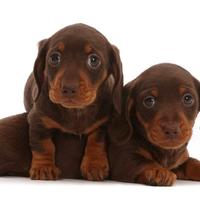 Bassotto Femmina Chocolat Nano Anche in 12 Rate