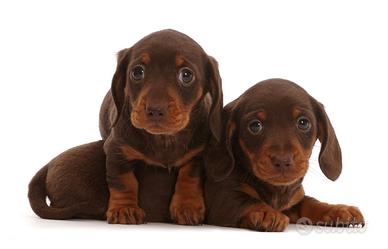 Bassotto Femmina Chocolat Nano Anche in 12 Rate