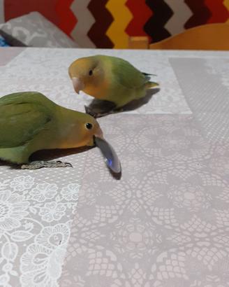 Inseparabili