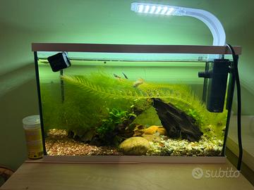 Nano Acquario 20L gia avviato con endler, caridine