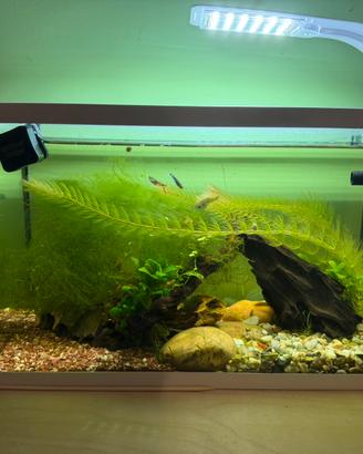 Nano Acquario 20L gia avviato con endler, caridine