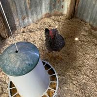 Gallo Barrato
