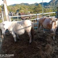 Pony piccola taglia