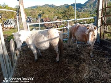 Pony piccola taglia