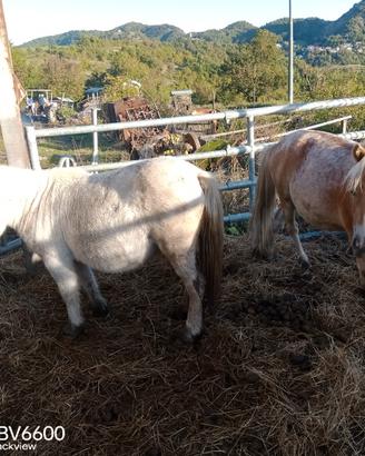 Pony piccola taglia