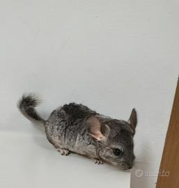 cuccioli di cincillà 