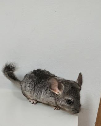 cuccioli di cincillà 