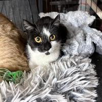 Aurora gattina 5 mesi