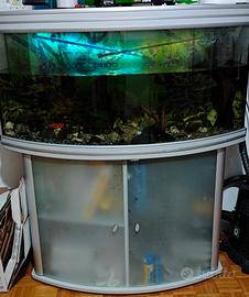 Aquarium con 15/20 pesciolini dentro 