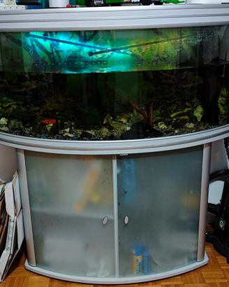 Aquarium con 15/20 pesciolini dentro 