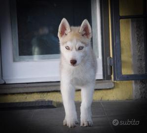 Siberian husky cuccioli