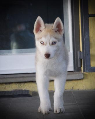 Siberian husky cuccioli
