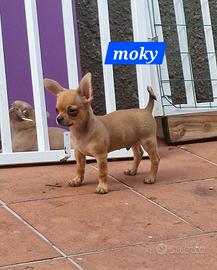 moky cucciolo di chihuahua