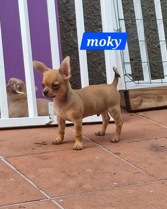 moky cucciolo di chihuahua