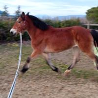 Cavallo