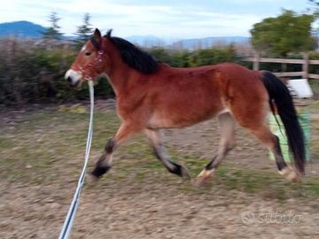Cavallo