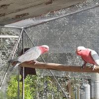 Cacatua rosa