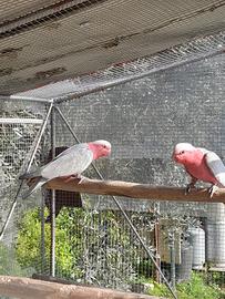 Cacatua rosa