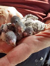 Pulli pappagalli cocorite