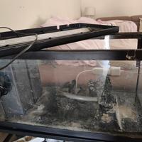 acquario 