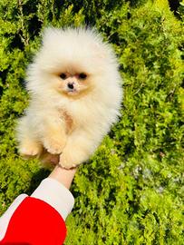 Pomerania Spitz Toy nano