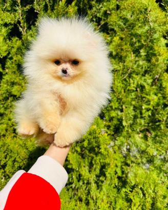 Pomerania Spitz Toy nano