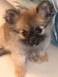 Splendida Cucciola di Volpino di Pomerania