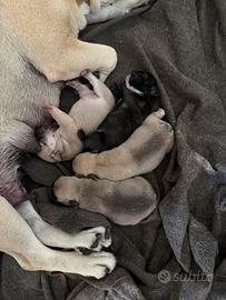Cuccioli di bulldog francese