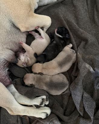 Cuccioli di bulldog francese
