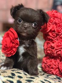 Ultimissimo maschietto micro chihuahua pelo lungo