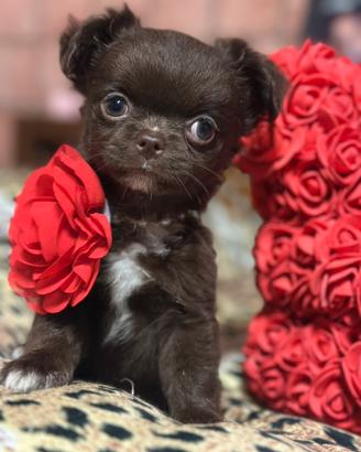 Ultimissimo maschietto micro chihuahua pelo lungo