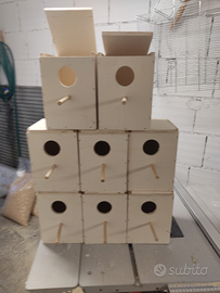 Nidi x inseparabili calopsite kakariki parrocchett