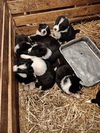 Cuccioli border collie