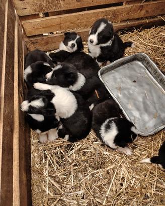 Cuccioli border collie