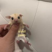 Petauri dello Zucchero