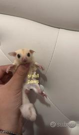 Petauri dello Zucchero