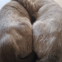 Due fratellini