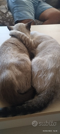 Due fratellini