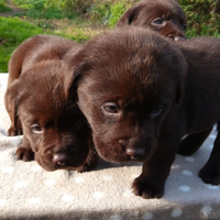 Cuccioli labrador cioccolato