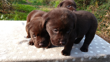 Cuccioli labrador cioccolato
