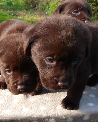 Cuccioli labrador cioccolato