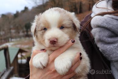 Cuccioli pastore australiano
