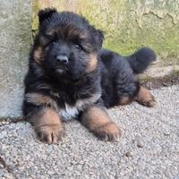 Cucciolo di Pastore Tedesco a pelo lungo