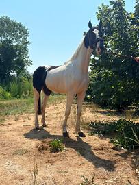 Barok pinto