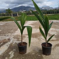 cocos plumosa romanzoffiana