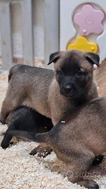 Cucciolo Pastore Belga Malinois
