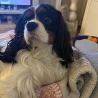 Cavalier king, stallone