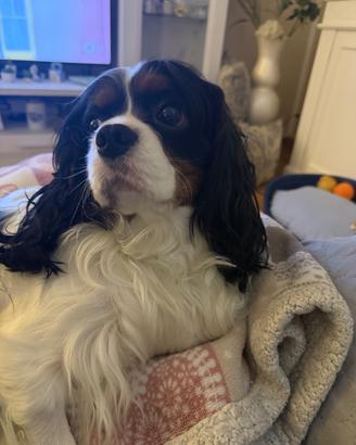 Cavalier king, stallone