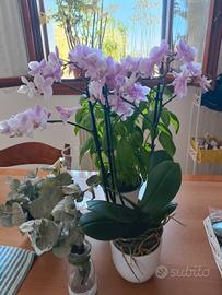 pianta orchidea 