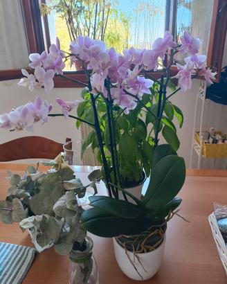 pianta orchidea 